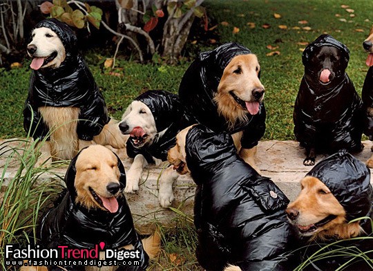 Moncler 2009ﶬVDƬ